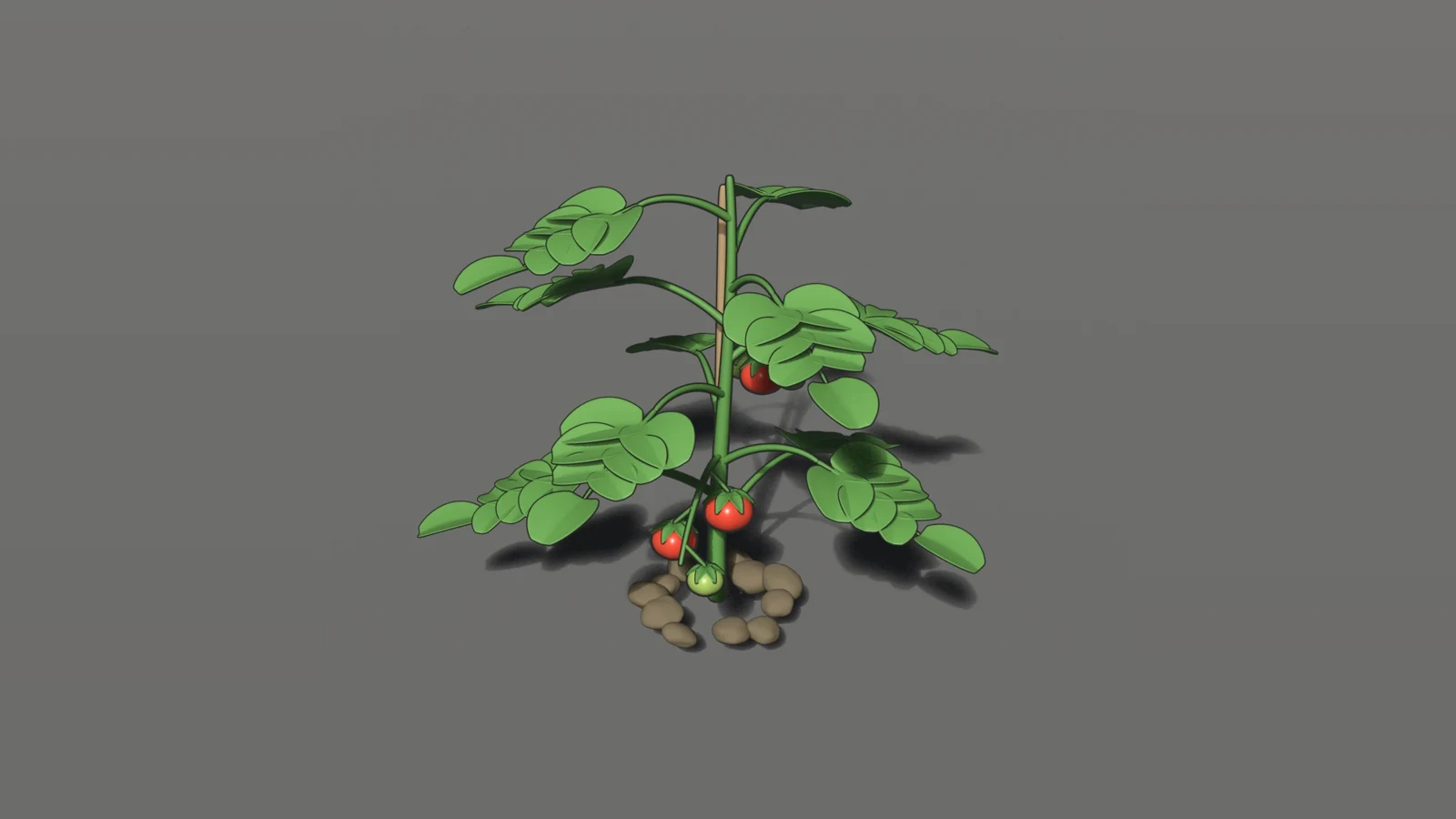 Garden Growers asset: a fully grown tomato plant with ripe red tomatoes, tied to a stake