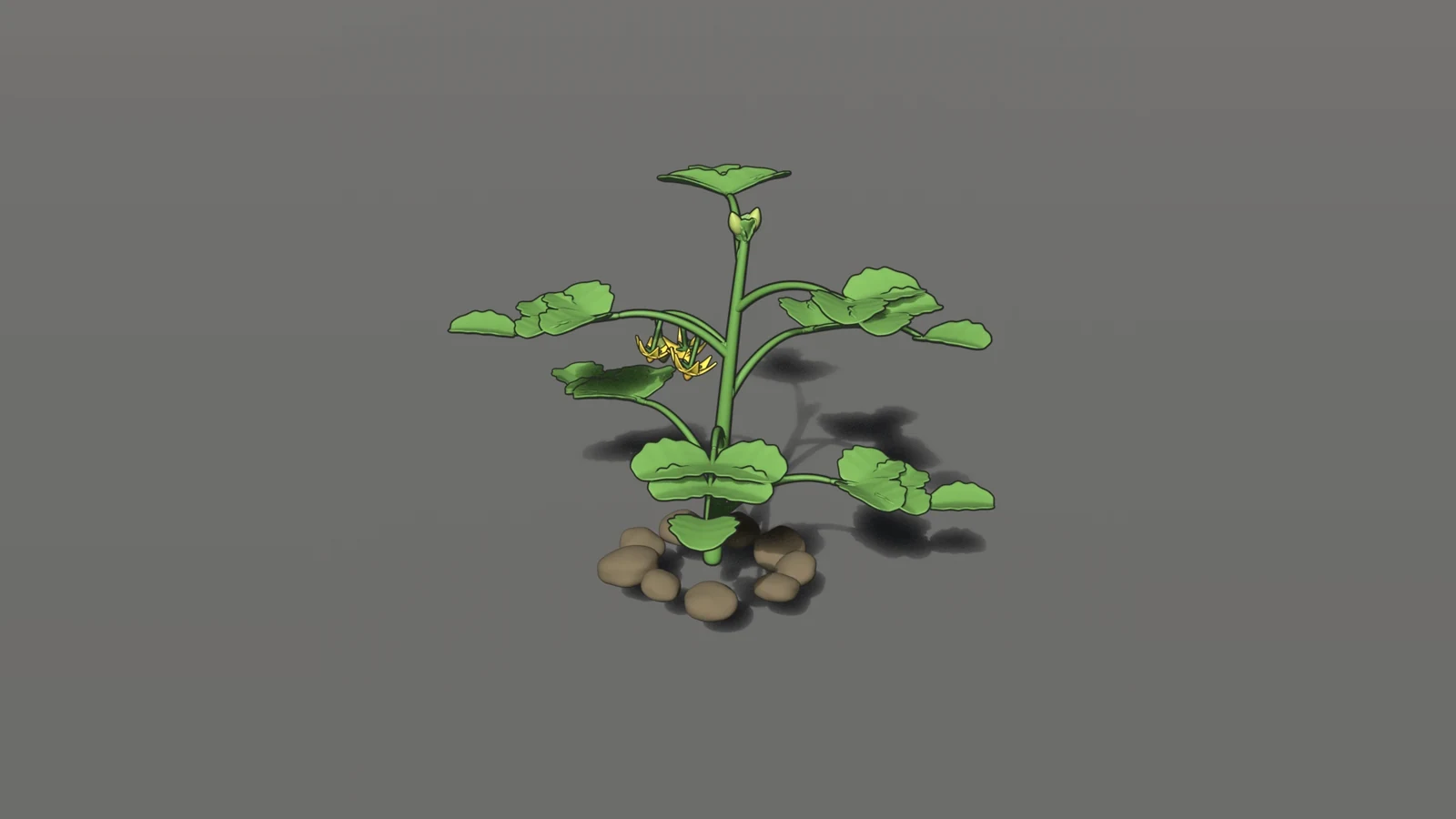 Garden Growers asset: a young tomato plant with yellow flowers